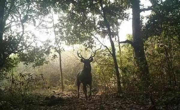 Vừa thu mua vừa tiến hành cải tạo, cặp vợ chồng yêu thiên nhiên Anil và Pamela đã thực hiện công tác phục hồi rừng bằng cách trồng lại các loại cây trồng bản địa.