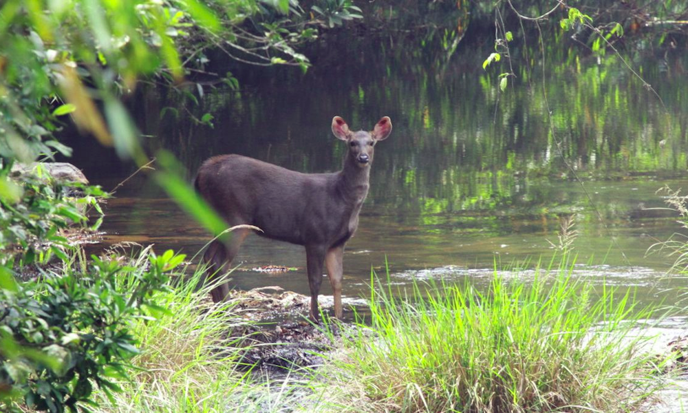 Sau vài chục năm, đến nay, những khu đất hoang bị ô nhiễm đã trở thành khu rừng rậm rạp với hệ động, thực vật cực kỳ phong phú. Theo thống kê, có hàng trăm loại thực vật, hơn 300 loài chim, hàng chục loại động vật quý hiếm, đang bị đe dọa sinh sống tại đây.