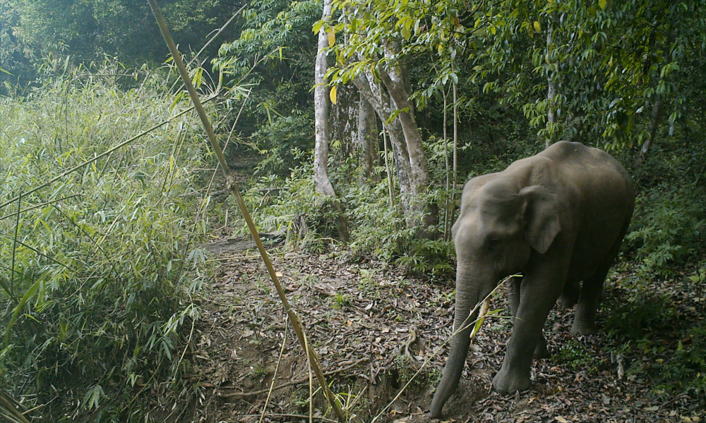 Nói về việc làm của mình, cô Pamela cho biết, cô rất tự hào với việc làm của mình và chồng. Việc tái tạo lại một khu bảo tồn sinh thái tự nhiên là điều hạnh phúc nhất đối với cô.