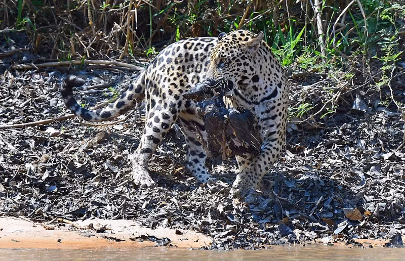 Khanh V Le, người đã chụp những bức ảnh này cho biết: "Đây là lần đầu tiên tôi chứng kiến trực tiếp cảnh tượng săn giết trong vương quốc động vật. Tôi đã mong đợi nhìn thấy một cuộc chiến giữa báo đốm và cá sấu caiman tuy nhiên trải nghiệm lần này cũng khiến tôi cảm thấy rất thú vị và hấp dẫn. Báo đốm Châu Mỹ cũng không thường xuyên săn giết chim".