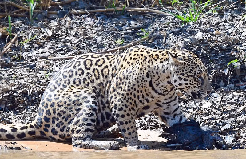 Cuối cùng, sau trận chiến dữ dội, báo đốm đã thành công giết chết chim kền kền. Sau khi thắng lợi, báo đốm nhàn nhã bỏ đi với chiến lợi phẩm của mình.