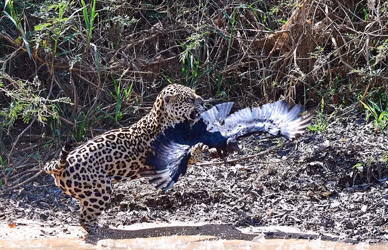 Không chịu bỏ cuộc sớm, mặc dù kền kền bị báo đốm vồ lấy, nó vẫn cố gắng đấu tranh bằng cách đập cánh thật mạnh liên tục và cố gắng bay thoát ra khỏi sự khống chế của báo đốm. Tuy nhiên, kền kền đã đánh giá thấp sức bật và sự linh hoạt của báo đốm.