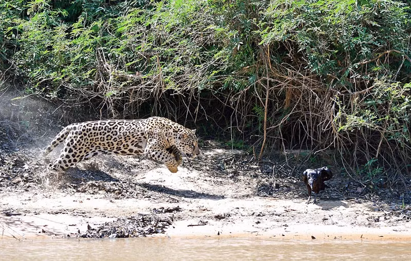 Theo chia sẻ, con kền kền đang ở nghỉ ngơi trong bóng râm của bụi rậm ở cạnh mép sông thì lọt vào tầm ngắm săn giết của một con báo đốm Châu Mỹ đã rình rập khá lâu gần đó.