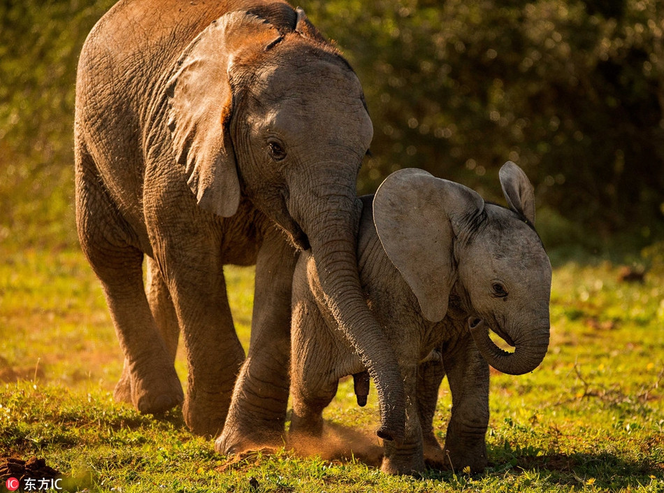 Tất cả những khoảnh khắc ngọt ngào và ấm áp, tuyệt đẹp như một bức tranh đã được nhiếp ảnh gia Jeni Williams ghi lại rất chân thực và sống động.
