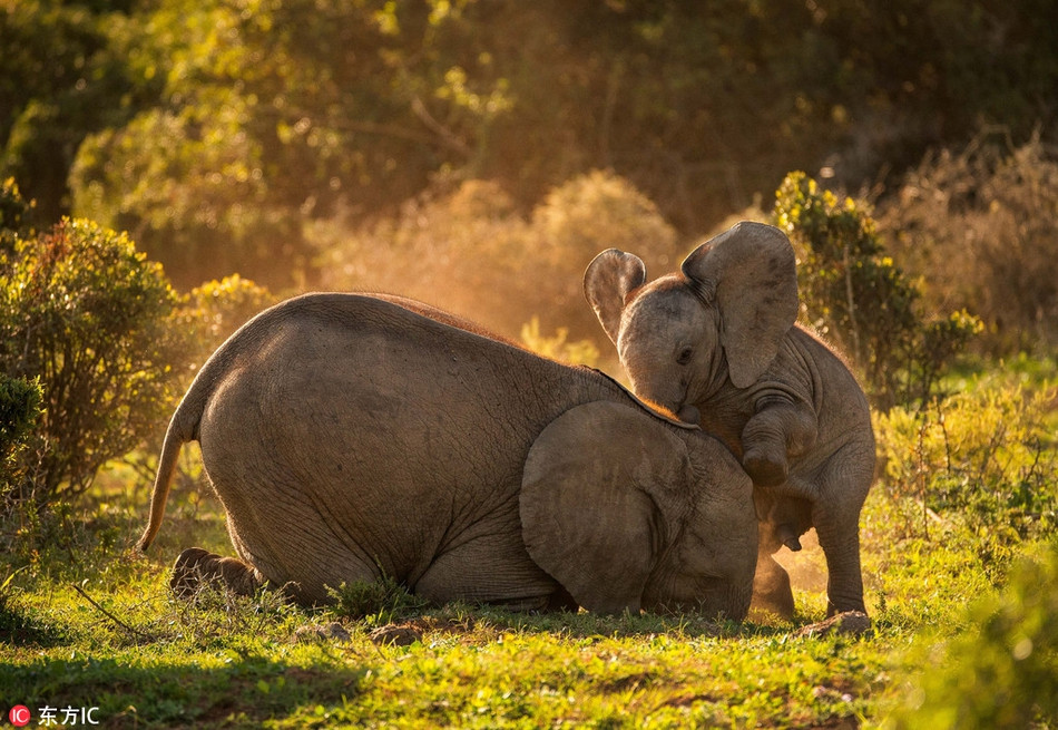 "Tôi thích nhìn thấy sự tương tác của cặp voi và nhìn ngắm nụ cười tự mãn trên khuôn mặt của chúng", nhiếp ảnh gia Jeni Williams chia sẻ.