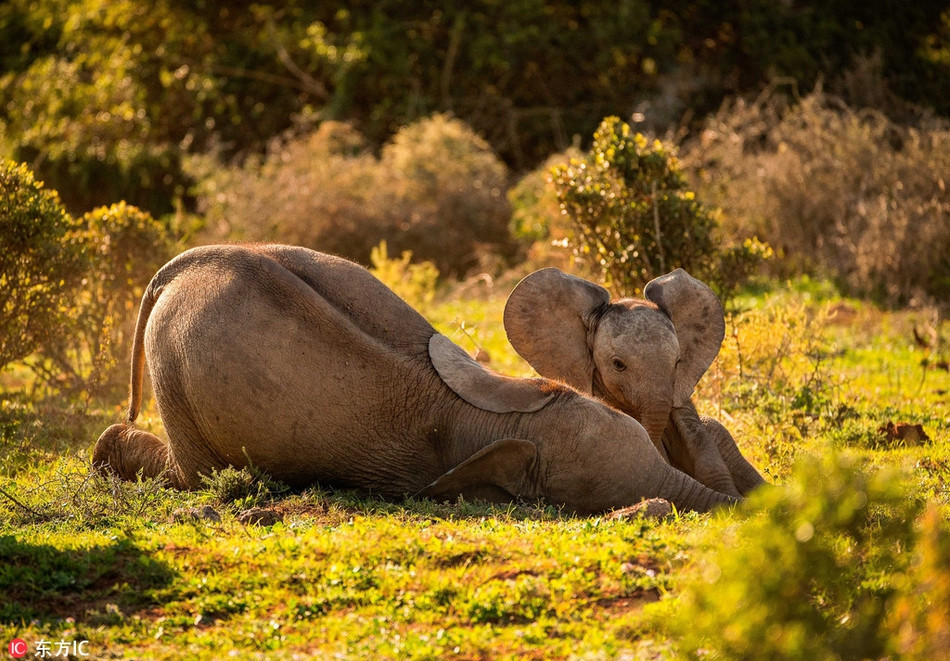 Theo chia sẻ của nhiếp ảnh gia, con voi bé nhỏ có tên là Stompie. Nó là một con voi rất hiếu động và luôn muốn tìm trò vui vẻ. Để thuyết phục con voi lớn tuổi hơn chơi với mình, Stompie tìm đủ mọi cách.
