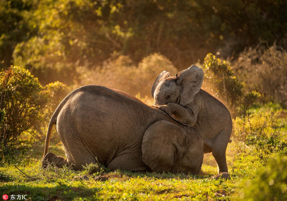 Cặp đôi chơi với nhau vui vẻ đến khoảng hơn nửa tiếng và kết thúc bằng việc con voi lớn tuổi hơn nằm phủ phục trên mặt đấy, để mặc voi con Stompie hào hứng trèo lên đầu mình một cách vô cùng vui vẻ. Sau đó, những con voi kết thúc cuộc vui và đứng dậy. Nụ cười trên khuôn mặt chúng cho thấy rằng cả hai đều rất thích nó.