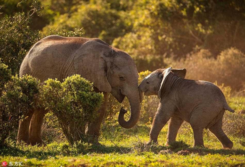 Mới đầu, voi con đáng yêu Stompie cố gắng tiếp cận đàn anh và chạy vòng quanh để gây sự chú ý.