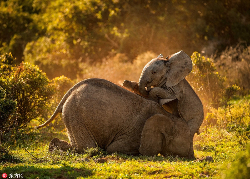 Mới đây, Jeni Williams, một nhiếp ảnh gia động vật hoang dã ghi được những hình ảnh đẹp như cổ tích về cuộc sống êm ả của những con voi khổng lồ tại Công viên Quốc gia Addo Elephant ở Port Elizabeth, Nam Phi.