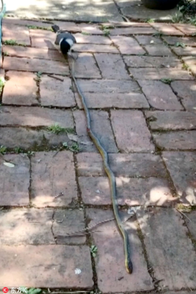 Chim hoàn toàn không có răng để nhai, nếu muốn ăn, chúng phải nuốt chửng con mồi hoặc mổ rỉa từng chút một. Với con rắn này, một con chim có thể tiêu hóa trong vòng vài tuần. Thế nhưng con chim này dường như không dùng đầu óc để nghĩ, nó chỉ loanh quanh, nhảy trái, nhảy phải, tìm cách nuốt cả con rắn, một điều không tưởng.