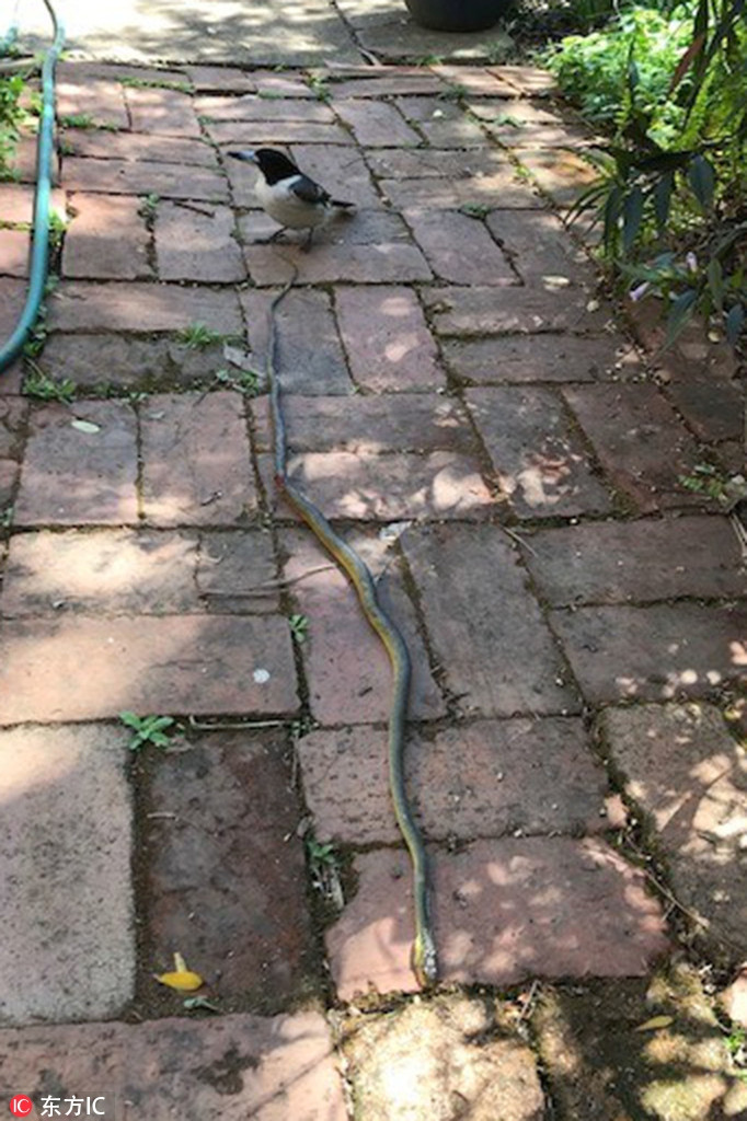 Đối với những con chim, không quá khó để giết một con rắn bởi chúng sở hữu chiếc mỏ sừng và những móng vuốt sắc nhọn. Tuy nhiên, thực sự là bất khả thi khi chúng muốn nuốt một con mồi khổng lồ như vậy.