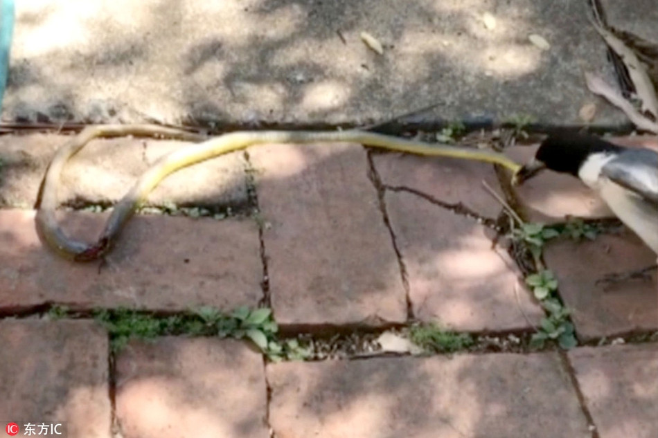 Khi đến nơi phát ra tiếng động, cô Helen giật mình khi nhìn thấy một con rắn đang hấp hối vì bị chim săn giết. Đứng bên cạnh con rắn là con chim nhỏ, nó có vẻ đã đi săn thành công nhưng lại không phải kẻ chiến thắng, nó hoay loay tìm cách ăn thịt được con rắn khổng lồ đối với nó.