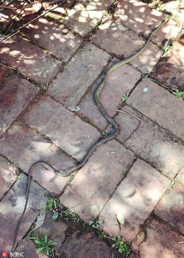 Theo chia sẻ của cô Helen Redman, khi đang cắt tỉa cây xanh trong sân sau, cô đột nhiên nghe thấy một tiếng động lạ trên đường phụ. Tò mò, cô Helen dừng lại việc cắt tỉa và bước tới để xem xét tình hình.