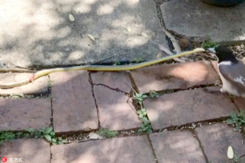 Theo suy đoán, có lẽ bình thường thức ăn của nó đều là sâu, hiện tại gặp phải một con mồi khổng lồ như vậy, não của con chim vẫn chưa phân tích được tình hình.