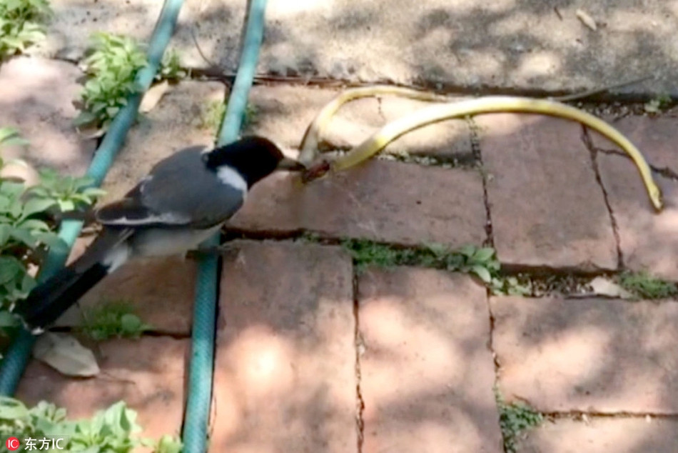 Mới đây, cô Helen Redman, một người phụ nữ ở Australia, trong lúc đi ra ngoài để hít thở không khí ngoài trời và chăm sóc sân vườn đã bất ngờ chứng kiến cảnh tượng một con chim cắn nuốt rắn có kích thước lớn hơn nó rất nhiều.