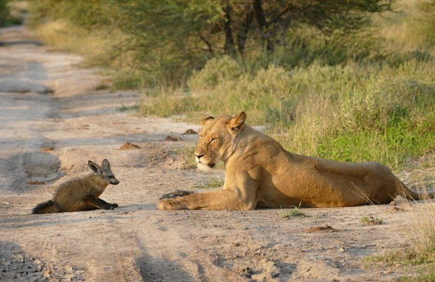 Về phần con cáo cát may mắn, ngay khi nhận ra mình không còn là con mồi tiềm năng, cáo cát mạnh dạn và cởi mở hơn với con sư tử cái đã cứu mình. Nó từ từ di chuyển với ba chân còn lành lặn của mình.