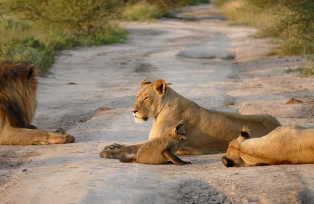 Nhìn từ xa, trông cáo cát hệt như một thành viên trong đàn sư tử.
