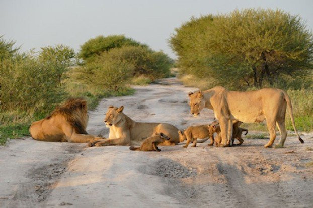 Để bảo vệ cáo cát, con sư tử cái này thậm chí còn sẵn sàng gây hấn với vua sư tử, thủ lĩnh của đàn và cả những con sư tử khác có ý định tiếp cận cáo cát.