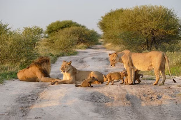 Để bảo vệ cáo cát, con sư tử cái này thậm chí còn sẵn sàng gây hấn với vua sư tử, thủ lĩnh của đàn và cả những con sư tử khác có ý định tiếp cận cáo cát.