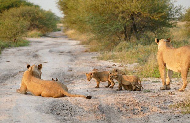 Những con sư tử con cũng rất tò mò về thành viên mới và chỉ cần có cơ hội, chúng sẽ tiến lại gần để làm quen.