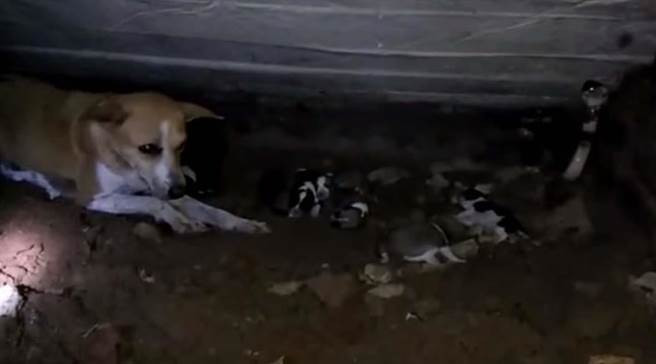 Ran ho mang can chet con, cho me dien cuong...-Hinh-2