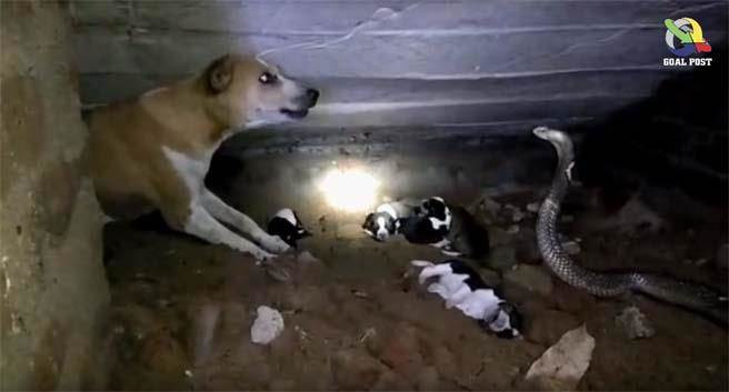 Ran ho mang can chet con, cho me dien cuong...