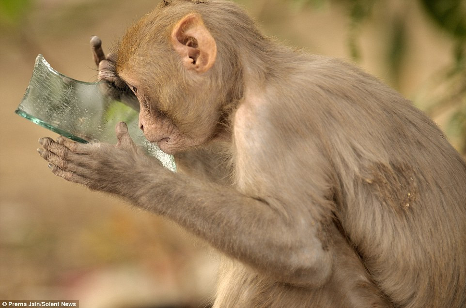 "Tôi đặt biệt danh cho con khỉ này là "Kẻ tự yêu" bởi nó có vẻ thích thú khi nhìn chằm chằm vào chính mình trong một thời gian dài", nhiếp ảnh gia Prerna Jain chia sẻ.