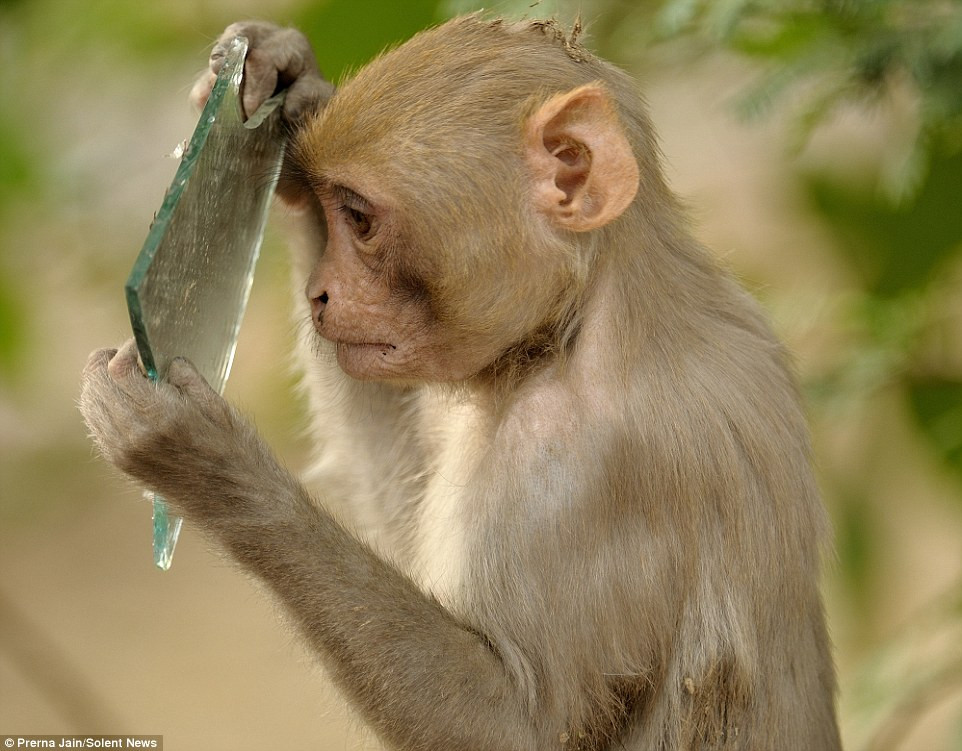 Được biết, con khỉ này thuộc loài khỉ Macaca mulatta, chúng nặng khoảng 8kg và cao khoảng hơn 50cm. Chúng phân bố rất rộng và có thể sinh sống trên khắp các miền Trung, Nam và Đông Nam Á.