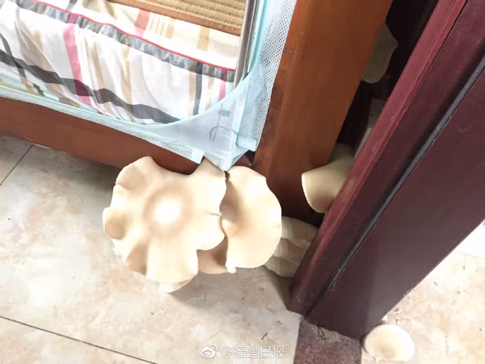 Nam khong lo moc trong phong ngu vo cung ky quac-Hinh-2