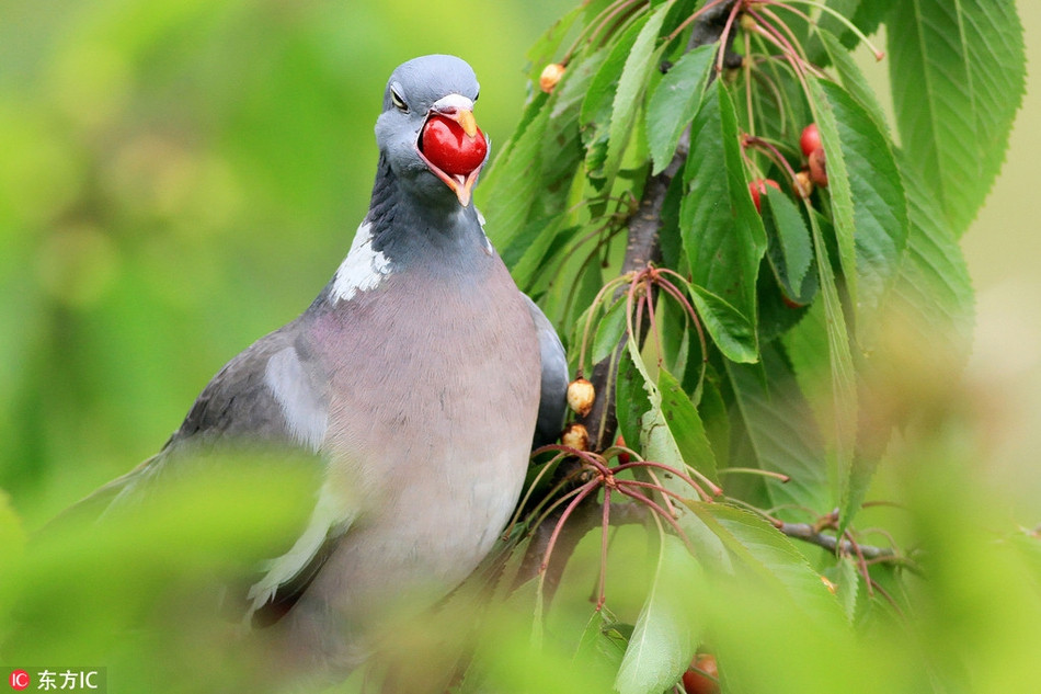 Me man anh dao chin mong, bo cau suyt chut nghen-Hinh-4