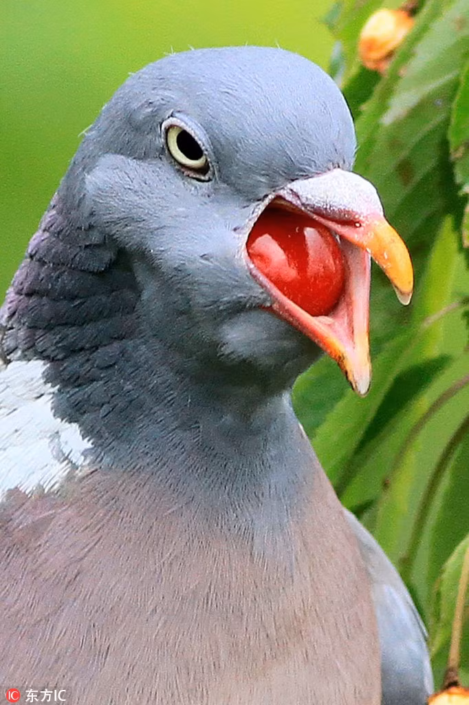 Me man anh dao chin mong, bo cau suyt chut nghen