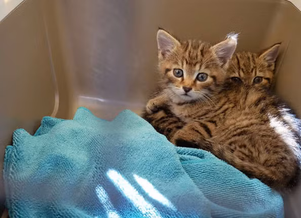 Tuong meo con bi bo roi, den khi phat hien su that kho tin