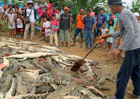 Hang tram con ca sau bi tham sat gay kinh hoang