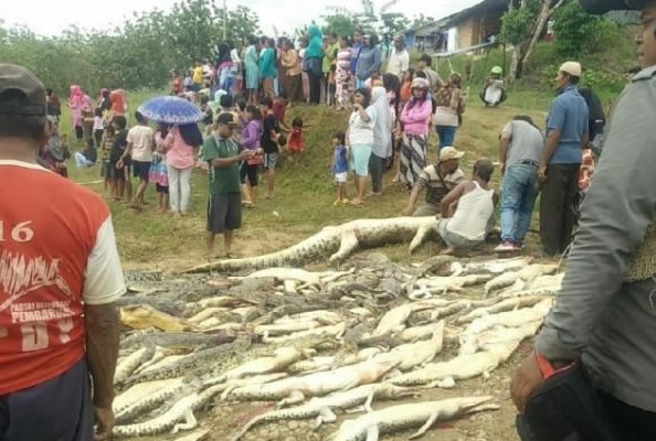 Hang tram con ca sau bi tham sat gay kinh hoang-Hinh-2