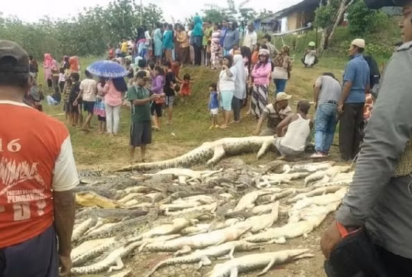 Hang tram con ca sau bi tham sat gay kinh hoang-Hinh-2