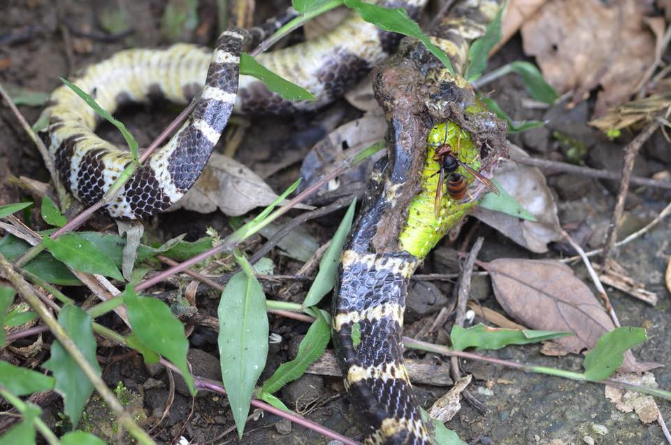 Nuot chung ran luc duoi do xong, ran doc chet tham-Hinh-2