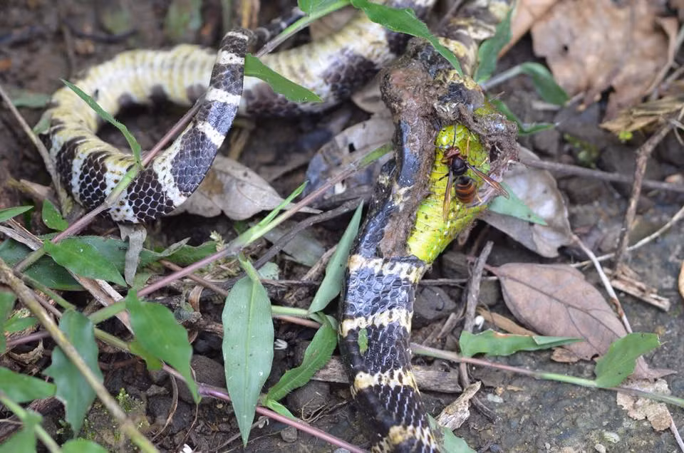 Nuot chung ran luc duoi do xong, ran doc chet tham-Hinh-2