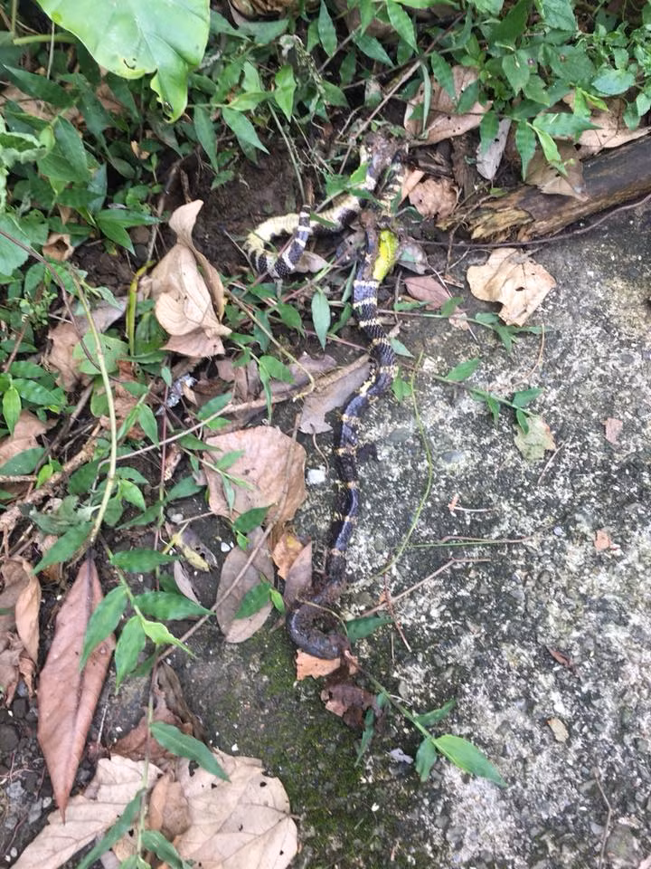 Nuot chung ran luc duoi do xong, ran doc chet tham