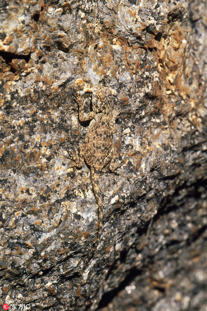 Thằn lằn ẩn nấp trên một tảng đá, gần như hòa nhập hoàn toàn vào môi trường xung quanh.