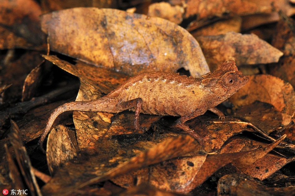 Một con tắc kè hoa đang cố giấu mình dưới lớp lá khô rơi rụng ở đâu đó trên đảo Madagascar, ngoài khơi bờ biển châu Phi.