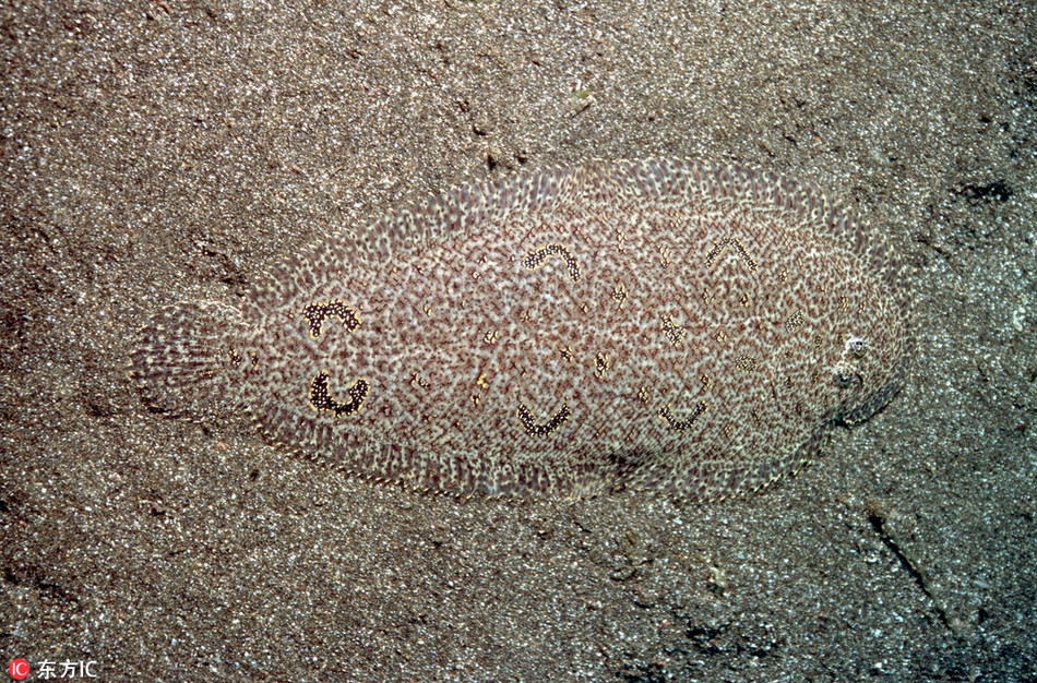 Nổi hoàn toàn trên lớp cát dưới đáy biển thế nhưng con cá này giống như đã bật chế độ tàng hình.