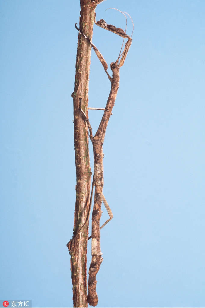 Không hề cầu kỳ, màu mè, bọ que vẫn có thể khiến kẻ thù của mình tìm xuôi tìm ngược cũng không thấy bóng dáng.