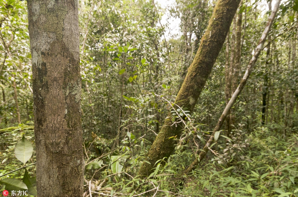 Thêm một ví dụ khiến nhiều người phải thán phục hoàn toàn tài năng ngụy trang thần sầu của loài tắc kè. Dù ở bất cứ hoàn cảnh nào, chúng cũng có thể "biến mất" trước mắt con người.