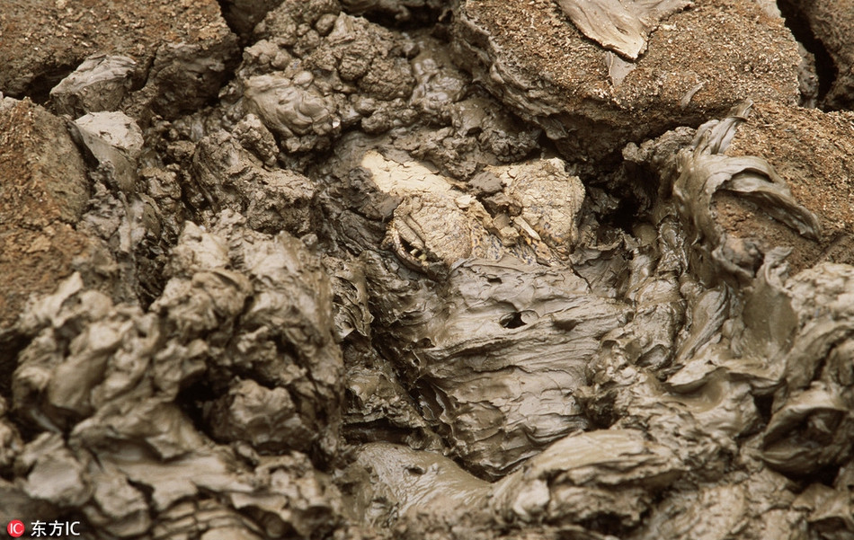 Cá sấu Caiman ẩn mình dưới lớp bùn một cách tài tình. Nếu như không nhìn thật kỹ, rất khó để phát hiện sự tồn tại của loài bò sát này.