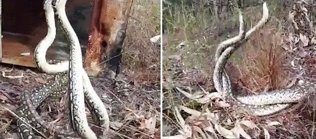 Hai con tran tham kich chien tranh gianh lanh tho