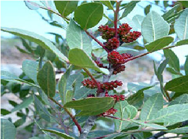 Nhua nhu huong giam dau