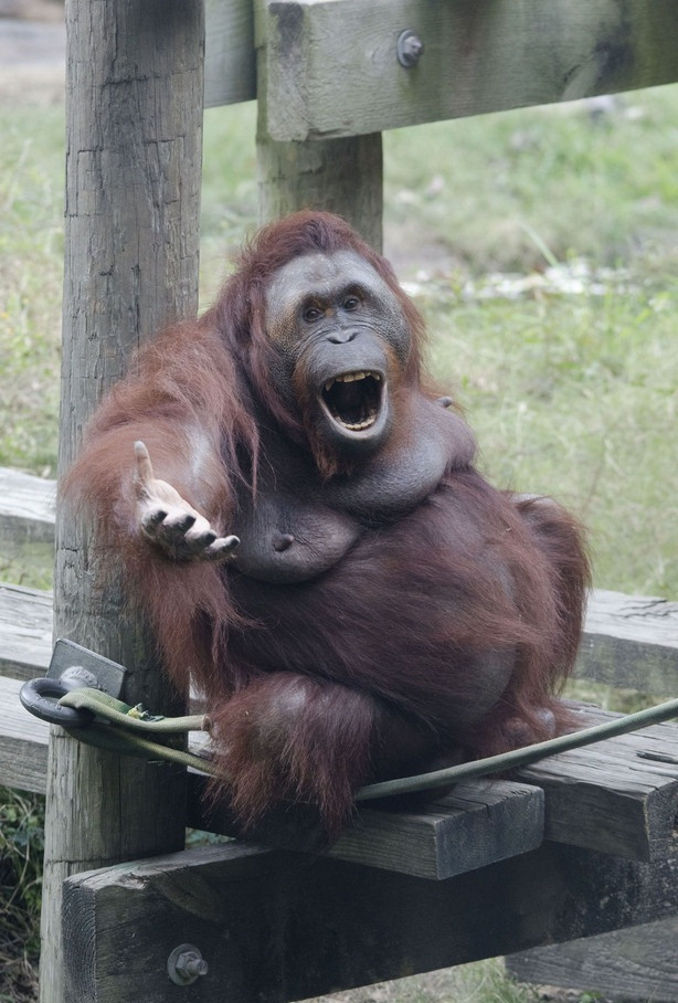 Tại vườn thú Houston ở Canada, con đười ươi này nổi tiếng với những trò hề độc đáo. Lần này, nó giả động tác như đang hát và tương tác với người hâm mộ.