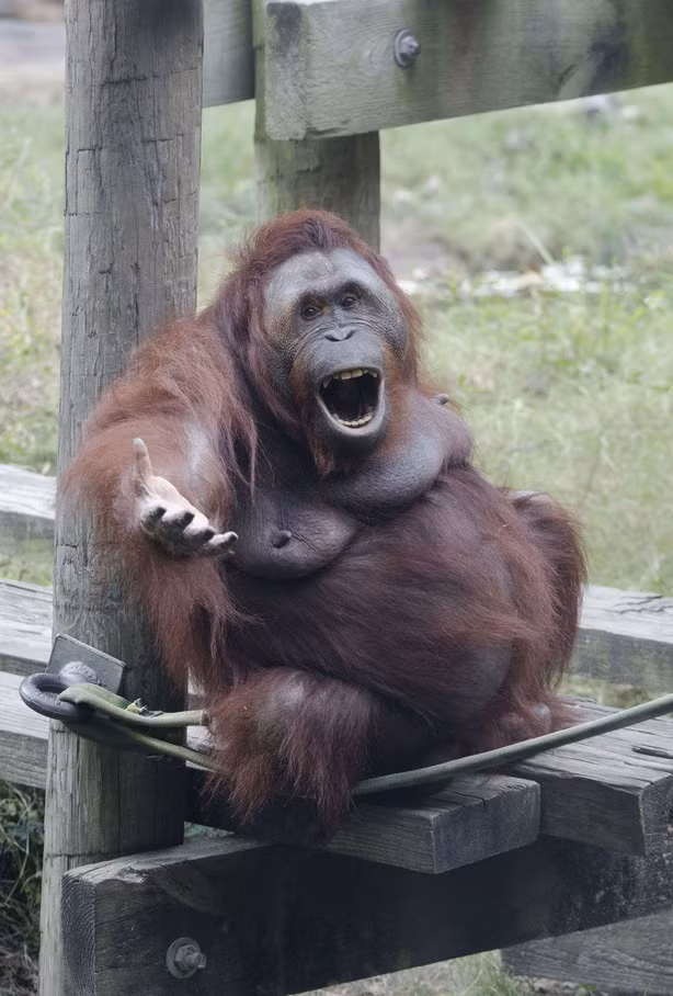 Tại vườn thú Houston ở Canada, con đười ươi này nổi tiếng với những trò hề độc đáo. Lần này, nó giả động tác như đang hát và tương tác với người hâm mộ.