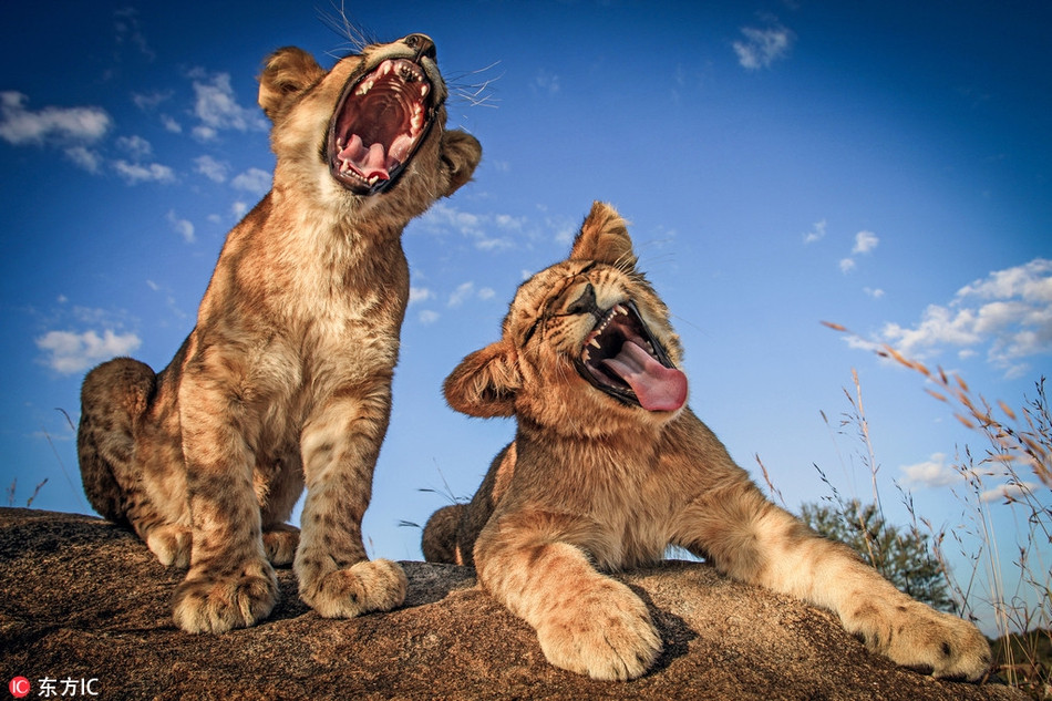 Góc chụp độc đáo khiến anh em sư tử giống như đang cố gắng hòa nhịp với nhau trong một bài hát có âm điệu hùng tráng.