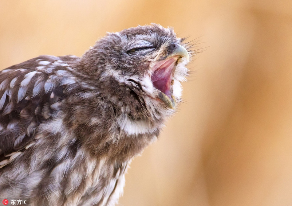 Con cú nhỏ này cũng vậy, giống như các ca sĩ nổi tiếng khi say mê trong giai điệu, nó nhắm tịt mặt trước khi cất giọng.